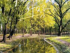 -上海共青森林公园