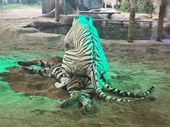 -清迈夜间动物园