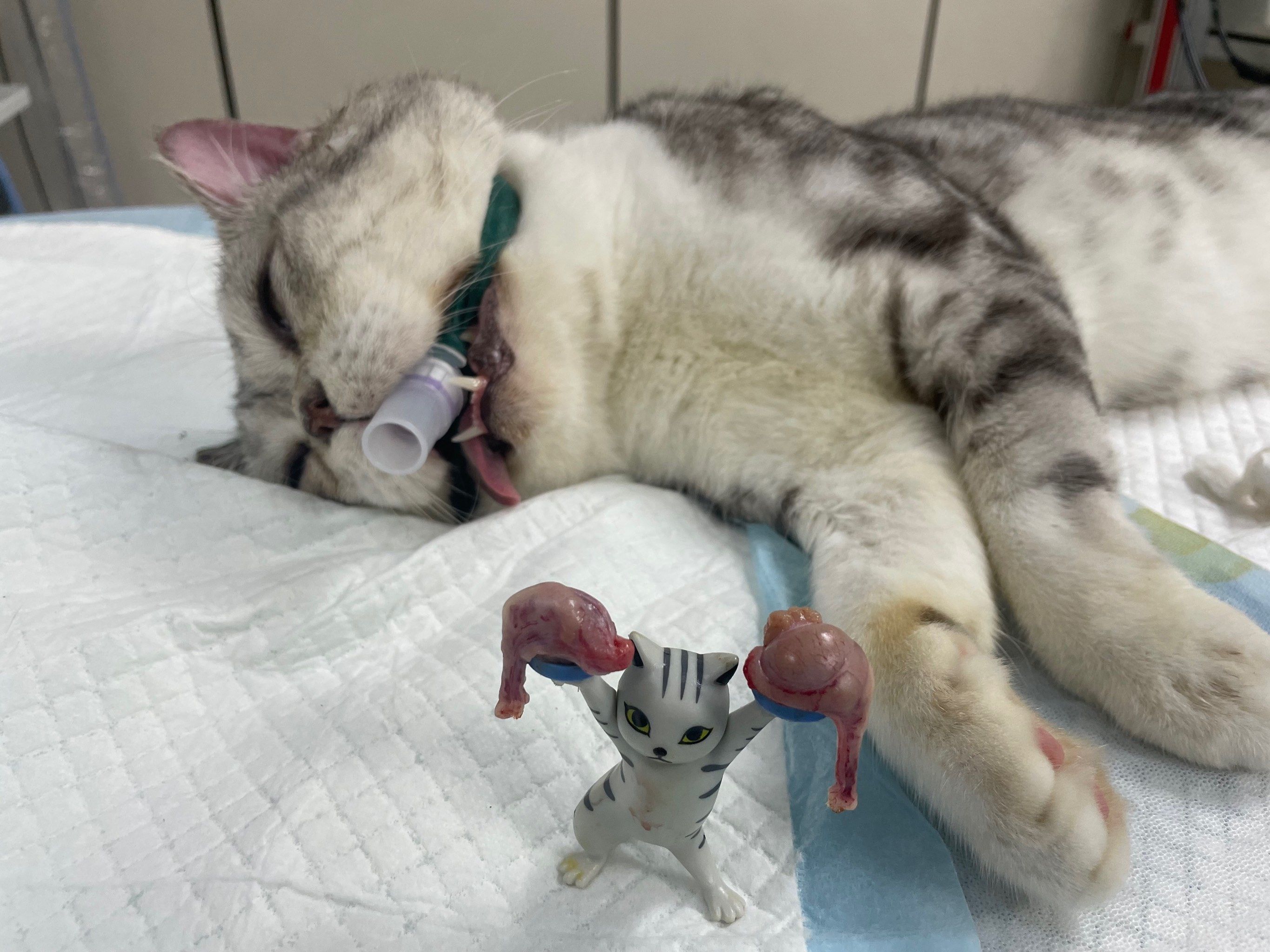 —猫咪绝育手术的专业与温