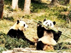 -成都大熊猫繁育研究基地