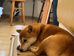 -柴の食堂·日式家庭料理·熊之肆(大学路店)