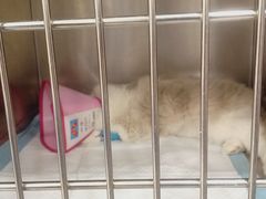 -关爱宠物医院·猫科中心·消化科(滨湖万达分院)