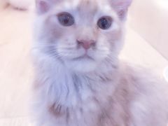 -momokira米努特·德文卷毛猫·棉花面纱犬