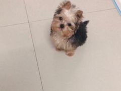 -BABYDOG宝贝狗宠物乐园(欧洲城店)