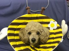 -爱侣宠医·鹦鹉专科·小型哺乳类·异宠专科(灵石路店)