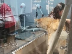 -PETKIT小佩宠物(古北店)