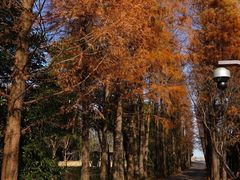 -上海滨江森林公园