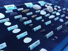 -贝壳梦幻世界
