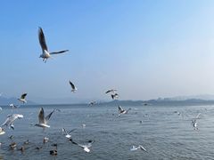 -深圳湾公园(南山区)