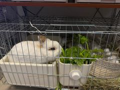 -吉丁鸟咖·异宠·寄养