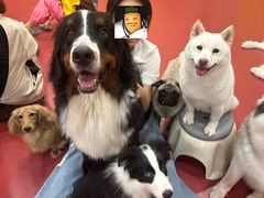 -和它·交个朋友·狗咖猫咖(爱琴海店)