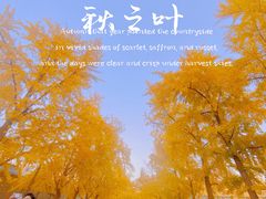 -三里屯东五街银杏大道