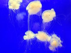 -上海海洋水族馆