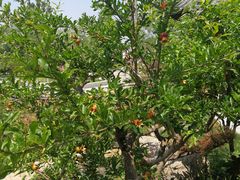 -武清南湖绿博园