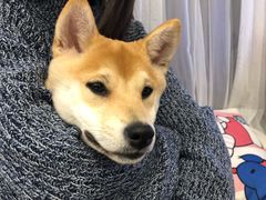 -浣熊柯尔鸭土拨鼠·电玩咖