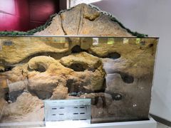 -上海昆虫博物馆