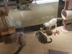 -momokira米努特·德文卷毛猫·棉花面纱犬