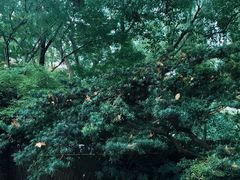 -静安公园(静安寺街道)