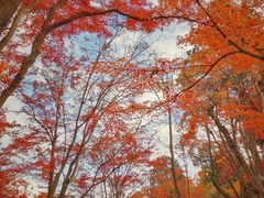 -常寂光寺