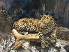 -陕西自然博物馆