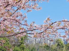 -新江湾城公园