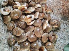 -胖大嫂渔家排档·全海景餐厅(渔村店)