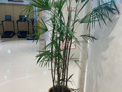 -国芳中心