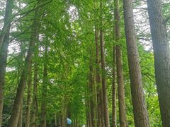 -上海滨江森林公园