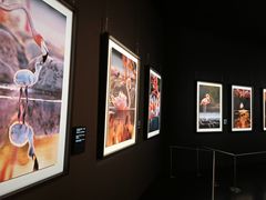 -罗红摄影艺术馆