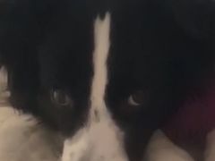 -爱侣宠医·鹦鹉专科·小型哺乳类·异宠专科(灵石路店)