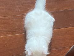 -御宝贝·A梦猫科宠物医院(国际猫友好医院)