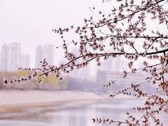 -桃花堤公园