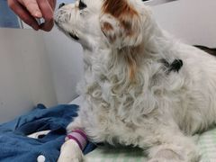 -纳吉亚猫专科动物诊疗中心(蒋宅口分院)