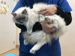 -芭比堂爱心动物医院·心脏科·犬猫内科(越城可乐分院)