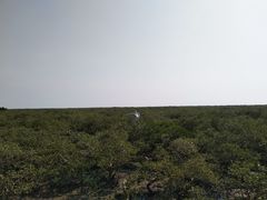 -北海金海湾红树林生态旅游区