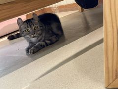 -藏猫猫咖啡主题馆(中央大道店)