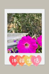 -麦粒鸟亲子游