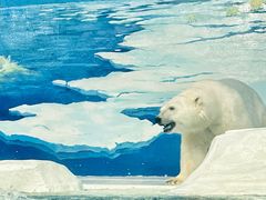 -海合安天津极地海洋公园