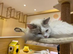 -滚猫咖啡·猫咖·猫友好撸猫(未来城店)