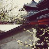 魔都小京都—广富林的春景已到最佳观赏期