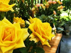 -北马山庄植趣咖啡