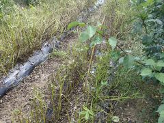 采摘花生-开心庄园