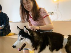 -Husky Go! 哈士奇体验馆·宠物咖啡厅狗咖