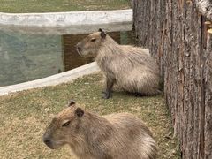 -鄂尔多斯野生动物园