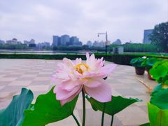 -莲花池公园