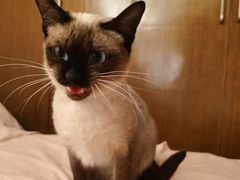 -瑞鹏宠物医院·骨科·猫科·内科(第一中心)