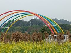 -长洲岛