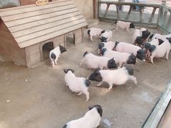 -北戴河集发农业梦想王国