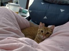 -pd派德宠物中心医院24H急重症·眼科中心·血液透析中心(嵩山北路店)