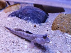 -上海海洋水族馆